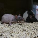 Rats Nu - à vendre, Rat, Plusieurs animaux