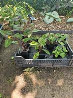 Bakje 3verschillende soorten persicaria 10€, Ophalen, Lente, Vaste plant