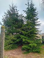 echhte kerstbomen, Enlèvement, Neuf