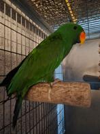 Prachtige edel papagaai man. Van 2024