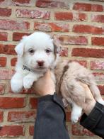 Mooie Australische herder pups, België, 8 tot 15 weken, Meerdere, Meerdere dieren