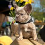 Franse bulldog pups (laatste 2), Dieren en Toebehoren, Honden | Bulldogs, Pinschers en Molossers, België, Fokker | Hobbymatig