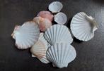 Coquilles Déco, Verzamelen, Ophalen, Schelp(en)