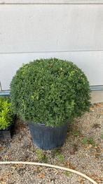 Buxus, Ophalen, Buxus