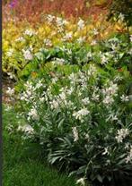 Gaura Lindheimeri Sparkle White (prachtkaars), Tuin en Terras, Planten | Tuinplanten, Zomer, Overige soorten, Ophalen, Eenjarig