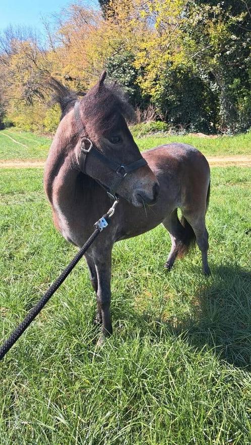 Minipaard merrie ,van 2024, Dieren en Toebehoren, Pony's, Merrie, Recreatiepony, 0 tot 2 jaar, Met stamboom, Gechipt, Ontwormd
