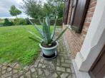 grote cactus, Tuin en Terras, Ophalen, Bloeit niet, Vaste plant, Volle zon