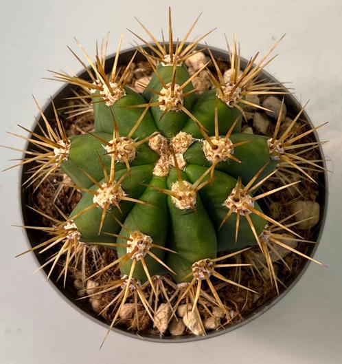 Trichocereus Pasacana, Huis en Inrichting, Kamerplanten, Cactus, Minder dan 100 cm, Verzenden