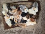 Cochin kriel kuikens, Geslacht onbekend, Kip