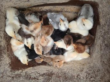 Cochin kriel kuikens, Dieren en Toebehoren, Pluimvee, Geslacht onbekend, Kip