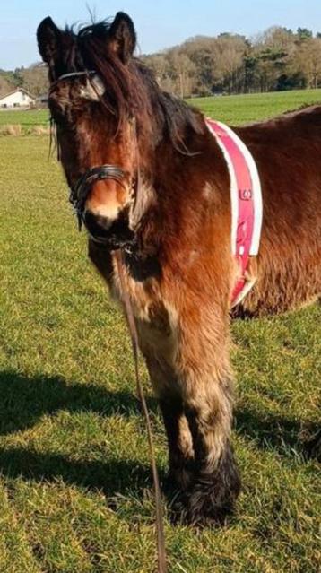 Belgisch trekpaard stamboom koets en tuig, Dieren en Toebehoren, Paarden