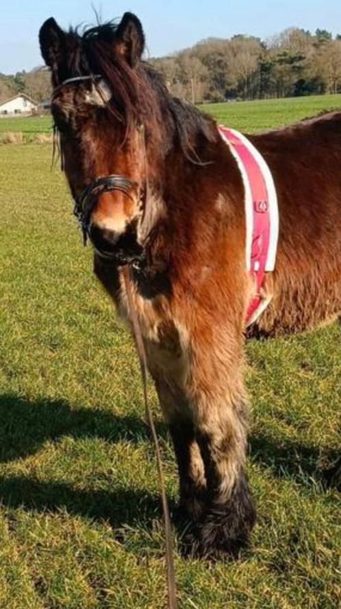 Belgisch trekpaard stamboom koets en tuig, Dieren en Toebehoren, Paarden