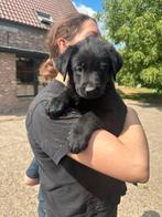 Labrador X Duitse herder - Sheprador, Dieren en Toebehoren, Honden | Retrievers, Spaniëls en Waterhonden, België, Particulier