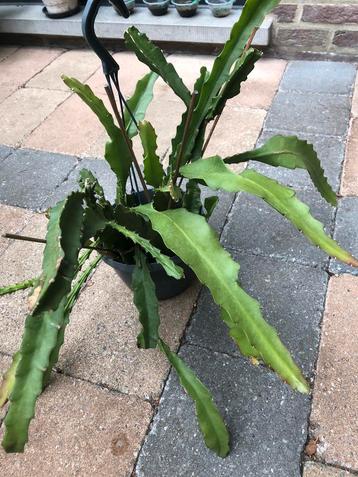 Bladcactus rode bloem beschikbaar voor biedingen