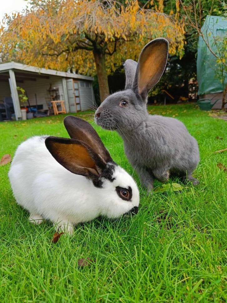twee reuzevlinders (rammelaar), Dieren en Toebehoren, Konijnen, Groot, Mannelijk, 0 tot 2 jaar