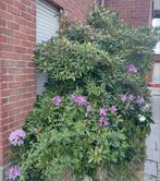 Gratis, Tuin en Terras, Planten | Tuinplanten, Ophalen