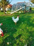 Witte leghorn haan, Dieren en Toebehoren, Mannelijk, Kip