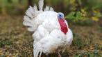 Witte vleeskalkoenen - 8kg, Dieren en Toebehoren, Kalkoen