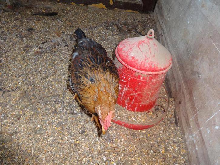 LEGHORN PATRIJS HAANTJES, Dieren en Toebehoren, Pluimvee, Kip, Mannelijk