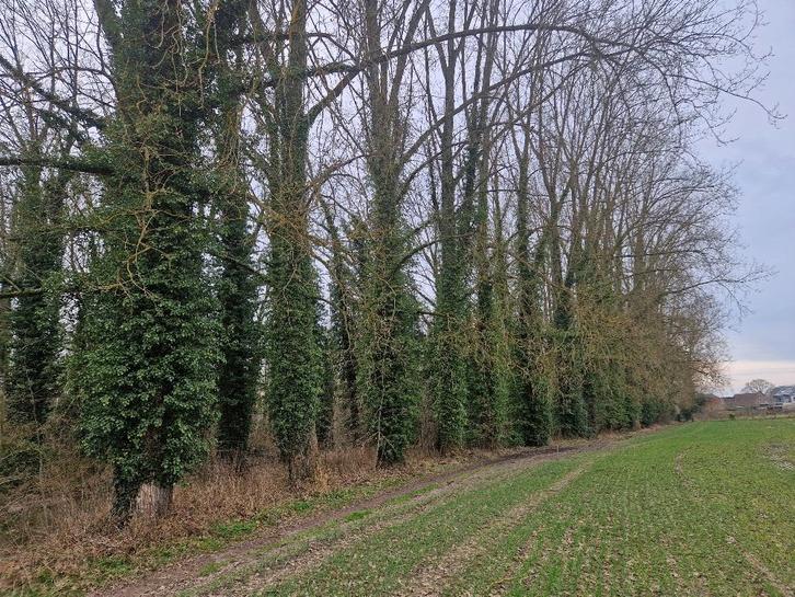 Rustig gelegen perceel van 33 are, Immo, Terrains & Terrains à bâtir, 1500 m² ou plus, Ventes sans courtier