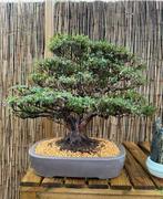 Bonsaï Azalea Kinsai très âgé ~ 60 ans, Tuin en Terras, Planten | Bomen, Ophalen, Lente