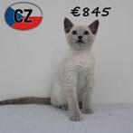 Schattige Blue Rus mix kitten, Kater, Gechipt, 0 tot 2 jaar