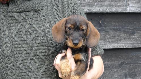 Teckel pups ruwhaar, Dieren en Toebehoren, Honden | Teckels en Dashonden, Meerdere dieren, Ruwhaar, Dwerg, Fokker | Professioneel