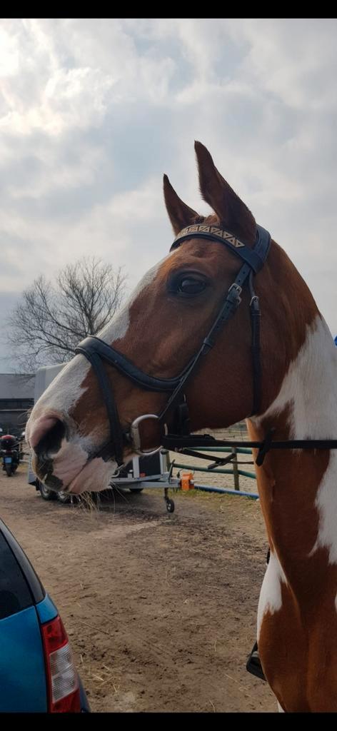schitterend bonte parel, Dieren en Toebehoren, Paarden, Merrie