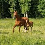 7 jarige merrie, Dieren en Toebehoren, Paarden, Merrie, Zadelmak