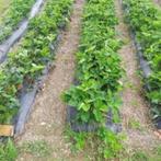 Plans de fraisiers bio, Ophalen of Verzenden