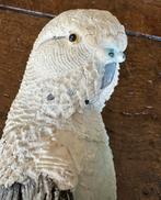 Perroquet blanc/bleu ancien restauré, Animaux & Accessoires, Oiseaux | Perruches & Perroquets, Perroquet