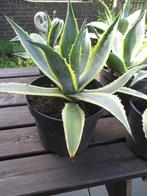 agave, Tuin en Terras, Ophalen, Bloeit niet, Vaste plant, Overige soorten