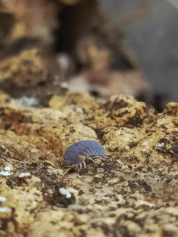 isopods cubaris piggy beschikbaar voor biedingen