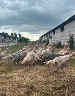 Kalkoenen, Meerdere dieren, Kalkoen