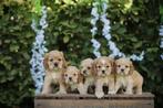 Amerikaanse Cocker puppies, Dieren en Toebehoren, België, 8 tot 15 weken, CDV (hondenziekte), Meerdere