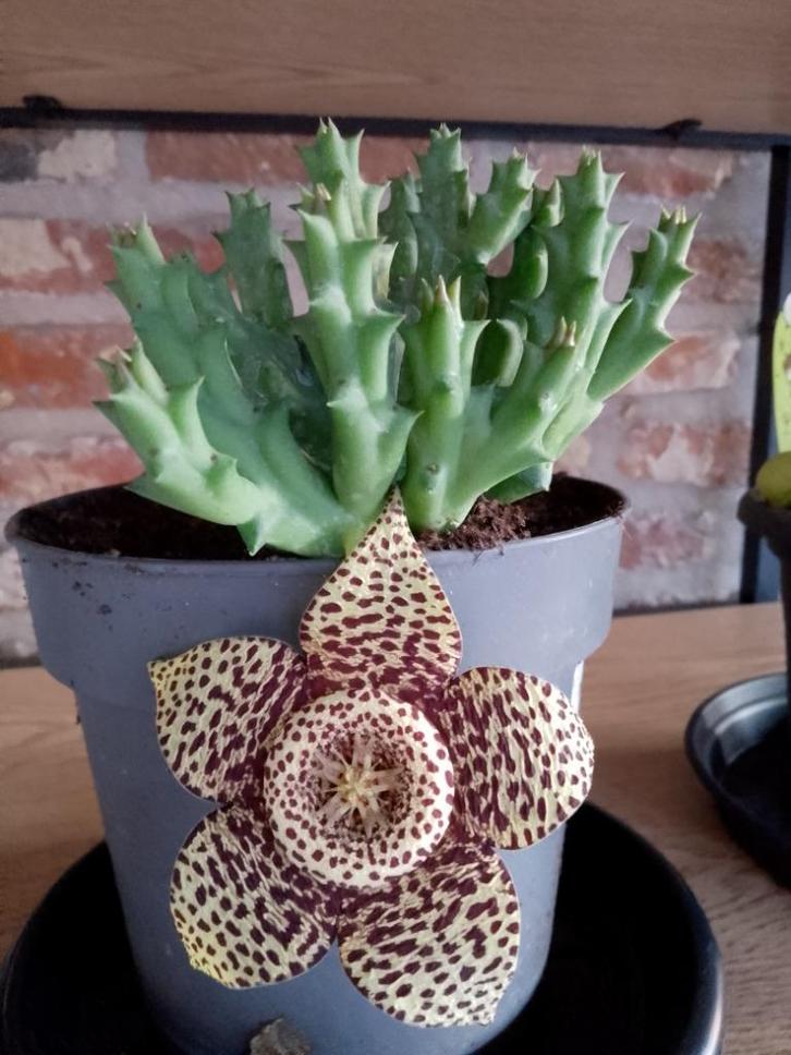 stapelia variegata, Huis en Inrichting, Kamerplanten, Ophalen
