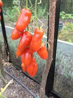 5 graines Flashentomate - une délicieuse petite tomate Roma, Envoi, Printemps, Graine