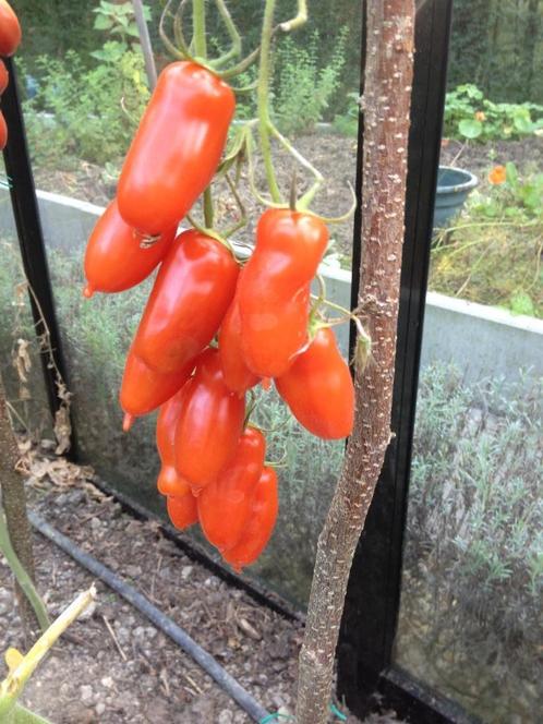 5 graines Flashentomate - une délicieuse petite tomate Roma, Jardin & Terrasse, Bulbes & Semences, Graine, Printemps, Envoi