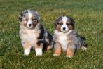 Chiots Berger australien à vendre - Les parents sont présent, Plusieurs, Hépatite contagieuse (maladie de Rubarth), Belgique, Berger