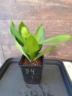 Sanseveria nr 24, Ophalen