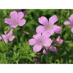 Géranium vivace à fleurs roses - pot 19 cm, Ophalen, Bodembedekkers, Vaste plant, Halfschaduw