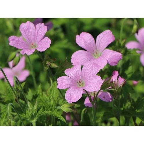 Géranium vivace à fleurs roses - pot 19 cm, Tuin en Terras, Planten | Tuinplanten, Vaste plant, Bodembedekkers, Halfschaduw, Zomer