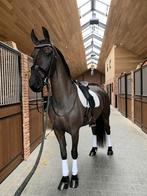 Friese stermerrie te koop, Dieren en Toebehoren, Paarden, Merrie, Gechipt, Niet van toepassing, Dressuurpaard