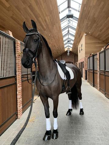 Friese stermerrie te koop, Cheval de dressage, 165 à 170 cm, Vermifugé, Ne s'applique pas