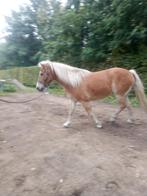 Haflinger, Dieren en Toebehoren, Paarden, Minder dan 160 cm, Ruin, Niet van toepassing, Gechipt