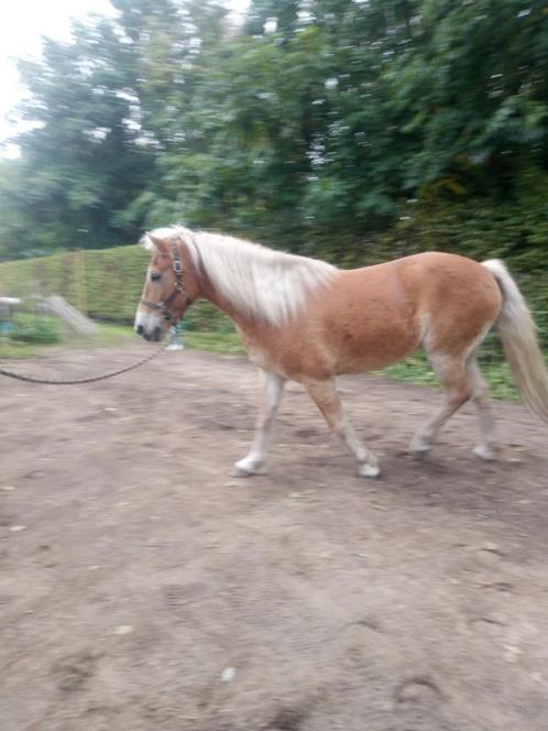 Haflinger, Animaux & Accessoires, Chevaux, Hongre, Ne s'applique pas, Moins de 160 cm, 7 à 10 ans, Avec puce électronique