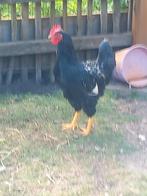 Barnevelder haan, Dieren en Toebehoren