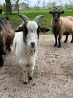 Geitenbokje, Dieren en Toebehoren, Schapen, Geiten en Varkens, Mannelijk, 0 tot 2 jaar, Geit