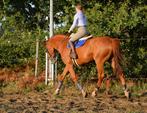 Springruiter zoekt paard, Dieren en Toebehoren, Paarden