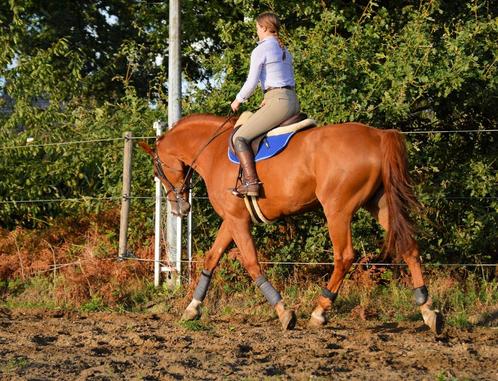 Springruiter zoekt paard, Dieren en Toebehoren, Paarden